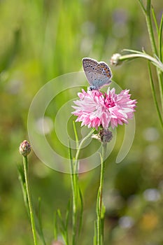 Common blue butterfly polyommatus icarus on cornflower centaurea cyanus blossom in meadow on sunny day in early summer