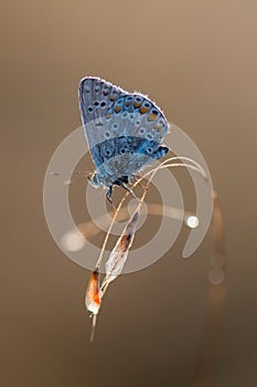 The common blue butterfly Polyommatus icarus on dry grass on a glade