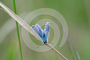 Common blue butterfly (Polyommatus icarus) on a dry straw of grass