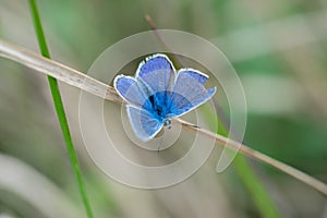 Common blue butterfly (Polyommatus icarus) on a dry straw of grass