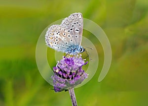 Common Blue Butterfly - Polyommatus icarus feeding.