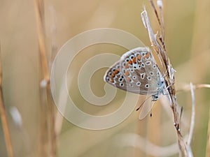 The common blue butterfly Polyommatus icarus female sitting on a dry grass