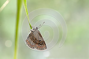 The common blue butterfly Polyommatus icarus  on a glade on a blade of grass