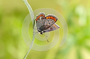 The common blue butterfly Polyommatus icarus  on a glade  on a blade of grass