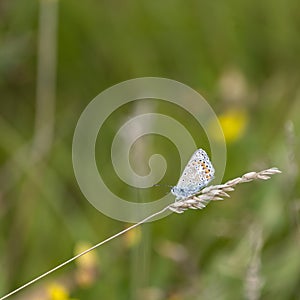 Common Blue Butterfly Polyommatus Icarus on grass stem in Summer