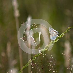 Common Blue Butterfly Polyommatus Icarus on grass stem in Summer