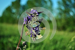 The common blue butterfly Polyommatus icarus male and female butterflies sitting on blue sage blooming flower