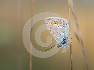 Common blue butterfly Polyommatus icarus male resting on a blade of grass