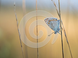 Common blue butterfly Polyommatus icarus male resting on a blade of grass