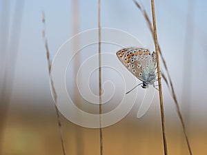 Common blue butterfly Polyommatus icarus male resting on a blade of grass