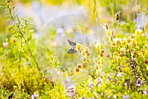 Common blue butterfly Polyommatus icarus mating on a medicago flower, sunlit colourful forb field with grasses and flowers photo