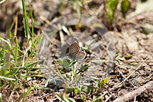 common blue butterfly Polyommatus icarus  in meadow