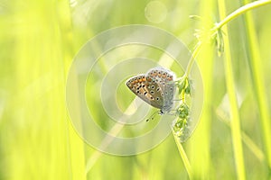 the common blue butterfly polyommatus icarus on a meadow among fresh grass backlit by morning sun spring day sunny