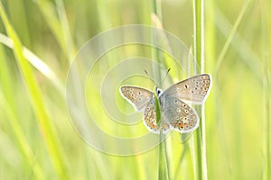 Spoločný modrý motýľ na lúka čerstvý tráva podsvietený podľa ráno slnko jar slnečný 