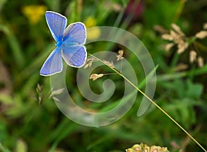 Common blue Butterfly, Polyommatus Icarus in a natural meadow.