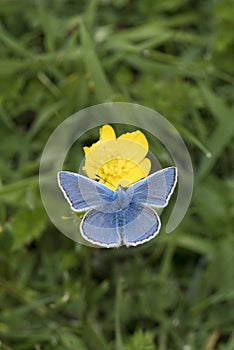 Common Blue butterfly, Polyommatus icarus, nectaring on a buttercup