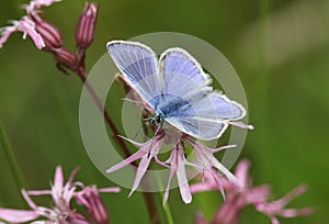 A Common Blue Butterfly, Polyommatus icarus, nectaring from a Ragged-robin flower, Lychnis flos-cuculi, in springtime.