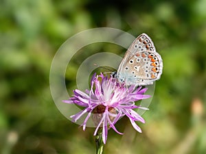 Common Blue Butterfly, Polyommatus icarus, perched on a centaurea flower.