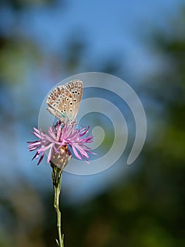 Common Blue Butterfly, Polyommatus icarus, perched on a centaurea flower. Gorgeous background.