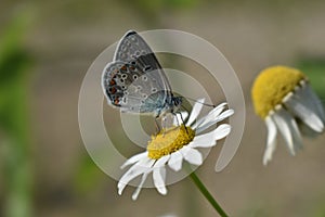 Common blue butterfly Polyommatus icarus perching on a daisy