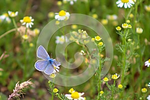 Common Blue Butterfly, Polyommatus icarus, perching on a little flower