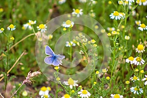 Common Blue Butterfly, Polyommatus icarus, perching on a little flower