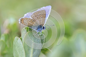 Common Blue butterfly, Polyommatus icarus, pollinating closeup