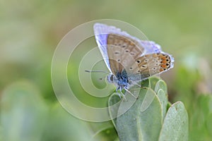 Common Blue butterfly, Polyommatus icarus, pollinating closeup