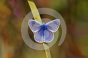 Common Blue Butterfly - Polyommatus icarus at rest.