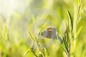 Common Blue butterfly, Polyommatus icarus, resting