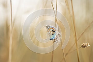 Common Blue butterfly, Polyommatus icarus resting in colorful sunset