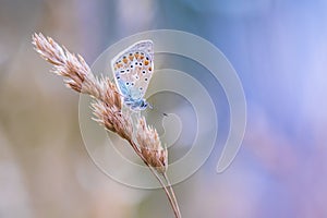 Common Blue butterfly, Polyommatus icarus resting in colorful sunset