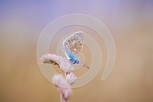 Common Blue butterfly, Polyommatus icarus resting in colorful sunset