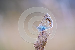 Common Blue butterfly, Polyommatus icarus resting in colorful sunset