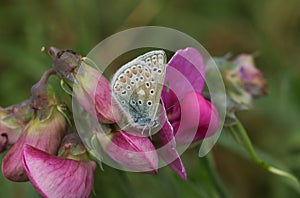 A Common Blue Butterfly, Polyommatus icarus, resting on a flowering Wild Sweet Pea, Lathyrus vestitus,. photo