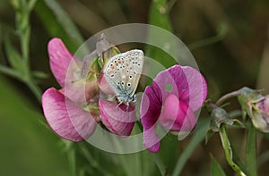 A Common Blue Butterfly, Polyommatus icarus, resting on a flowering Wild Sweet Pea, Lathyrus vestitus,. photo