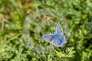 A common blue butterfly (Polyommatus icarus) rests on a plant in a dune area near Vogelenzang, the Netherlands