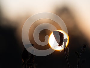 Common blue butterfly Polyommatus icarus sleeping at sunrise in early morning