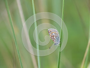 Common Blue butterfly, Polyommatus icarus, on a stem.