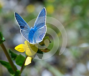 Common blue butterfly polyommatus icarus on yellow birdsfoot blossom lotus corniculatus