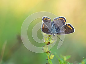 Common blue butterfly Polyommatus icarusfemale, blue form caerula