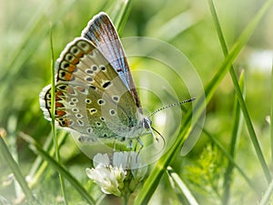 A common blue butterfly resting in a meadow