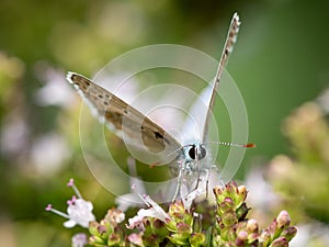 A common blue butterfly sitting on a flower