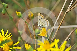 Common blue butterfly sitting om yellow flower, soft background