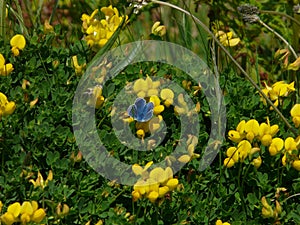 Common blue butterfly on St Agnes on the Scilly Isles.