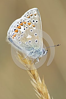 A common blue butterfly on Southampton Common