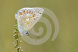 A common blue butterfly on Southampton Common