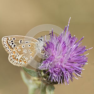 A common blue butterfly on Southampton Common