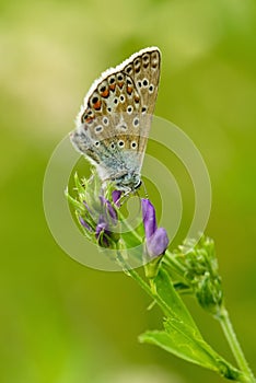 Común azul mariposa 