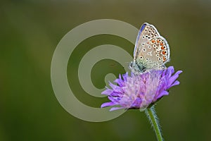 Common blue butterfly on violet flower